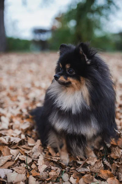 Alemão Spitz Grama — Fotografia de Stock