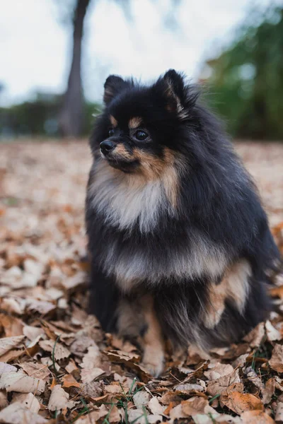 Tyska Spitz Gräset — Stockfoto