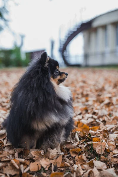 Alman Spitz Çimlerde — Stok fotoğraf