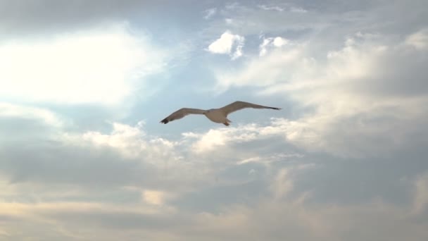 Möwe fliegt in Zeitlupe gegen Wolken und Sonne — Stockvideo