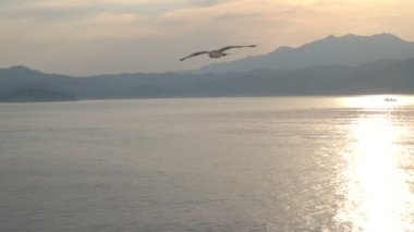 Güzel renklerle gün batımında denizüzerinde uçan martı, yavaş hareket