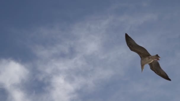 在希腊莱姆诺斯，乌风和棕色海鸥在海面上飞翔 — 图库视频影像