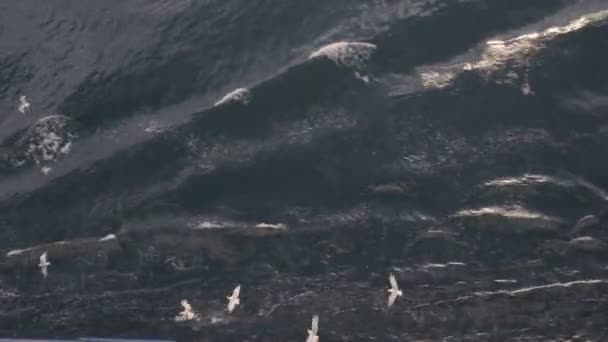 Vista superior de gaviotas volando y buceando para peces en Grecia — Vídeo de stock