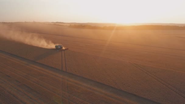 Połącz maszynę pracującą na polu pszenicy o zachodzie słońca. rolnicze maszyny zbierające złote dojrzałe pola pszenicy. — Wideo stockowe