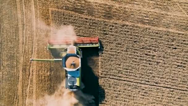 Pemandangan udara Harvester bekerja di ladang dan memanen gandum. Bulgaria — Stok Video