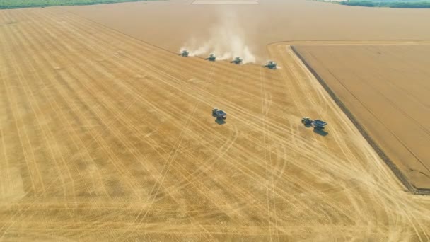 Quatre cueilleurs se combinent sur un paysage de prairie en formation. Récolte champ de blé vue aérienne — Video