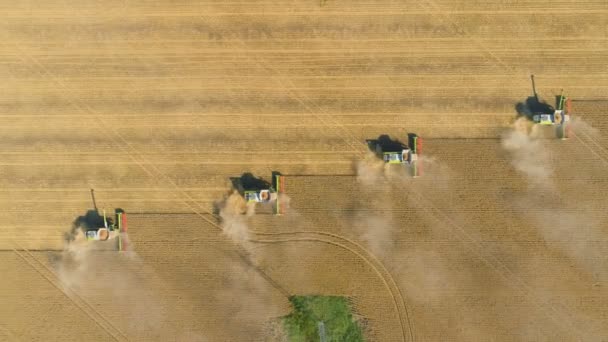 Top down view of Harvester machine working in wheat field . Combine agriculture machine harvesting golden ripe wheat field. — Stock Video