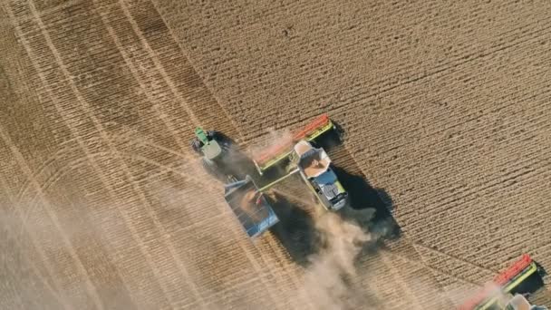Widok z lotu ptaka na kombajn zbożowy zbioru złotej pszenicy i napełniania przyczepy ciągnika z ziarna. Zbiory rolne — Wideo stockowe