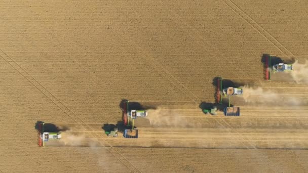Kombinovat sklízecí zemědělské stroje sklízející zlatá zralá pšeničná pole. Zemědělství. Letecký pohled. Shora. — Stock video
