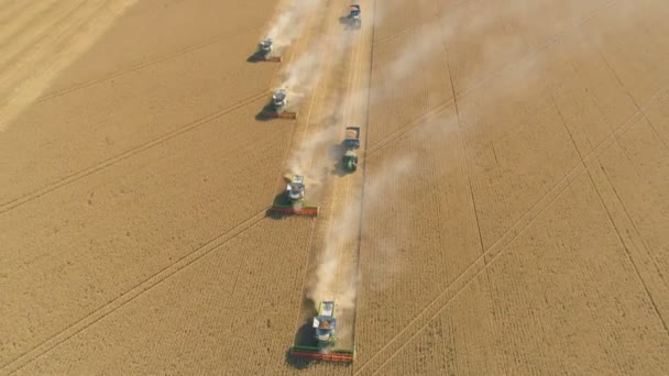 Pohled shora dolů na Sklizňový stroj pracující na pšeničném poli. Kombinovat zemědělské stroje sklizeň zlaté zralý pšenice pole. — Stock video