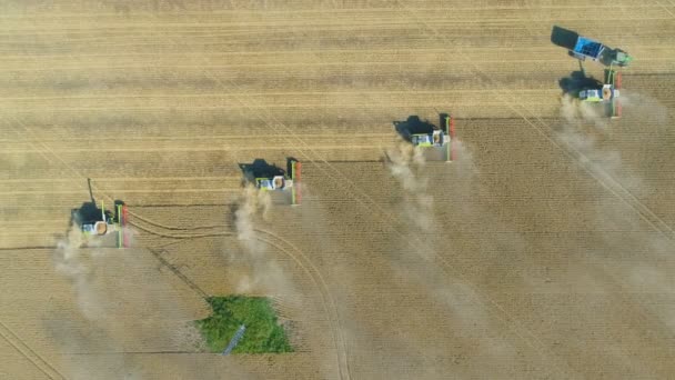 Πάνω προς τα κάτω άποψη του Harvester μηχάνημα εργασίας στον τομέα του σιταριού. Συνδυασμός γεωργίας μηχανή συγκομιδή χρυσή ώριμο πεδίο σίτου. — Αρχείο Βίντεο