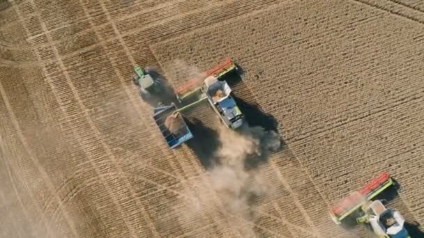 Pleven, Bulgarien - 04 07 2020: Claas Lexion Mähdrescher erntet Weizenfeld und überträgt Getreide auf John Deere Traktor — Stockvideo