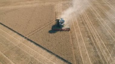 Pleven, Bulgarya- 04 07 2020: Claas Lexion buğday tarlasında çalışan biçerdöveri birleştirdi, hava manzarası