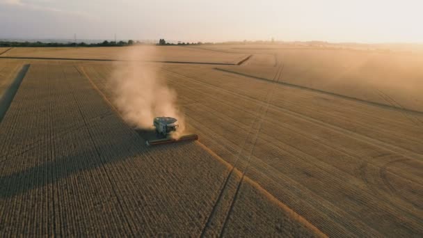 Pleven, Bulharia- 04 07 2020: Letecký pohled na Claas Lexion kombinuje sběr pšenice na pruhovaném poli při západu slunce v létě — Stock video