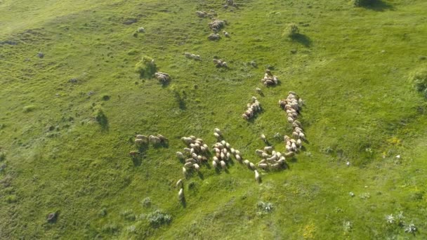 산 목장에서 자유롭게 무리지어 있는 양떼, 공중 드론으로 본 광경 — 비디오