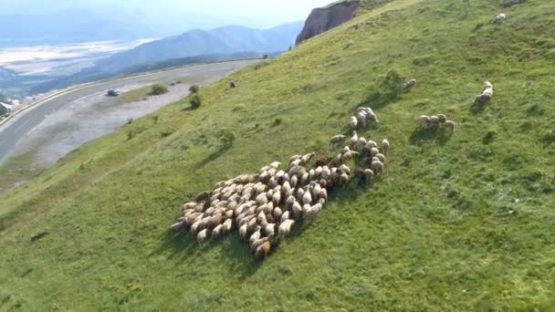 Caminhão de entrega branca dirigindo na estrada de montanha sinuosa com rebanho de ovelhas pastando nas colinas de montanha verde — Vídeo de Stock