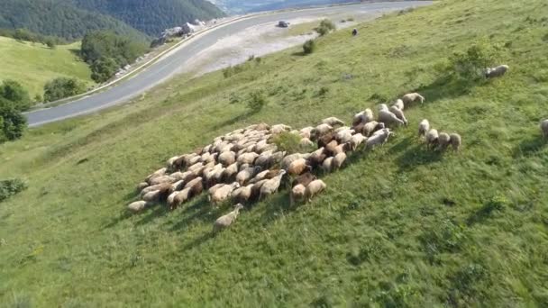 Top down av flock får betar på en frodig grön fält — Stockvideo