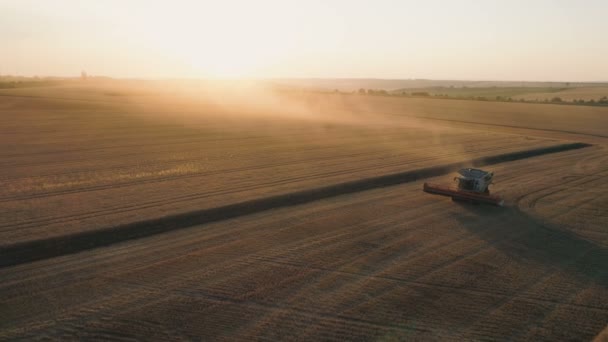 Pleven, Bulgarien - 04 07 2020: Claas Lexion Mähdrescher beenden die Ernte für den Tag. Sonnenuntergang über goldenem Weizenfeld — Stockvideo