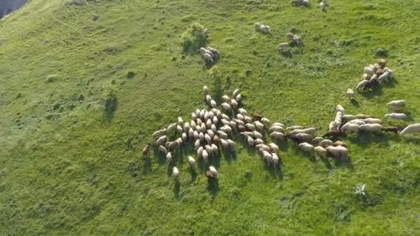 Vrije uitloop schapen op weide in hoge bergen in Bulgarije — Stockvideo