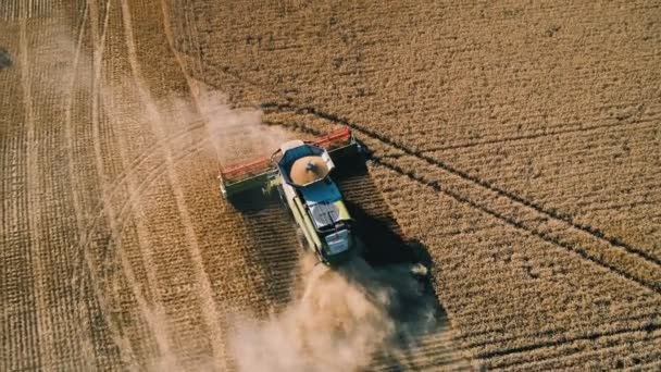 Pleven, Bulharia- 04 07 2020: Letecký pohled na rostlinný prach stoupající za kombinačním kombajnem třídy Lexion pracujícím na pšeničném poli — Stock video