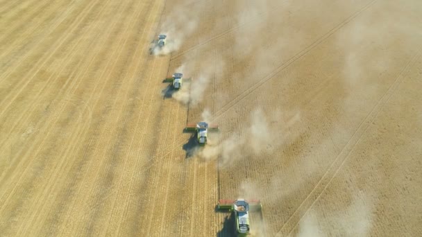 Yeni Claas Lexion büyük altın buğday tarlasında hasat mahsulünü birleştiriyor. — Stok video