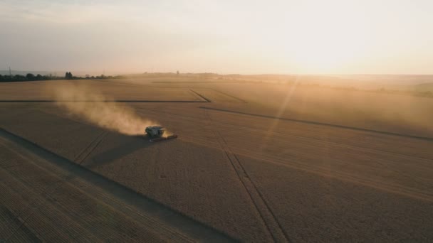 Плевен, Болгария - 04 07 2020: Клаас Лексион объединяет молотильную пшеницу на полосатом поле на закате — стоковое видео