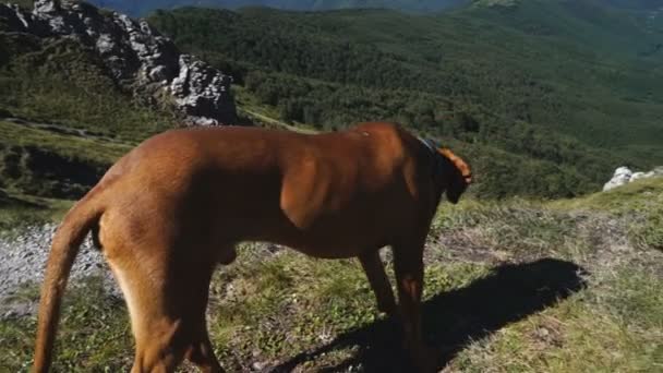 Угорський собака Вісла дивиться з вершини гори в сонячний день. — стокове відео