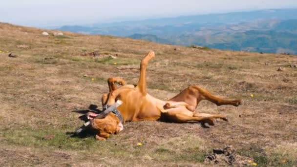 Macar Vizsla Köpeği güneşli bir günde dağın zirvesinde tahta sopayla oynuyor. — Stok video