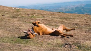 Mutlu Macar Vizsla Köpeği tahta sopayla oynarken yuvarlanıyor