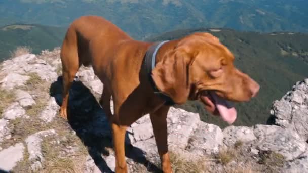 Fechar tiro de húngaro Vizsla Dog com a língua para fora descansando no pico da montanha borda rochosa — Vídeo de Stock