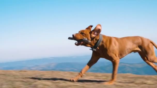 Joven feliz húngaro Vizsla perro corriendo con palo en la boca. Movimiento lento — Vídeos de Stock