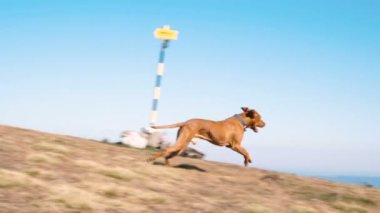 Mutlu Macar Vizsla köpeği güneşli bir günde dağlarda koşuyor.