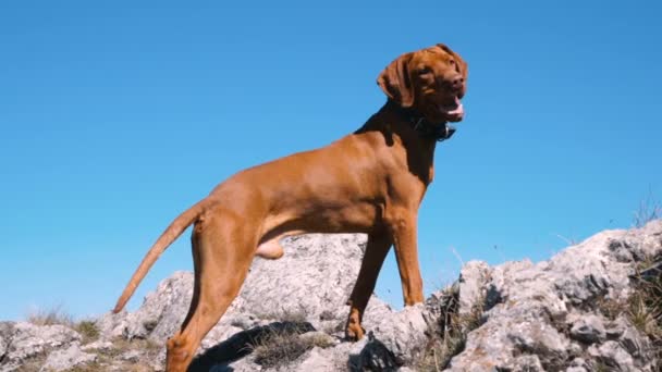 Zmęczony węgierski Vizsla Dog stojący na skale przeciwko błękitnemu niebu z językiem głęboko oddychającym — Wideo stockowe