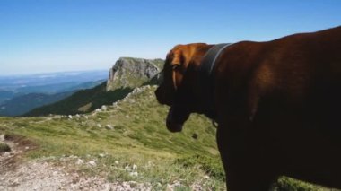Macar Vizsla Dog 'un güzel yeşil tepelere karşı yürüyüş yapan yürüyüşçüleri yakından çekerken.