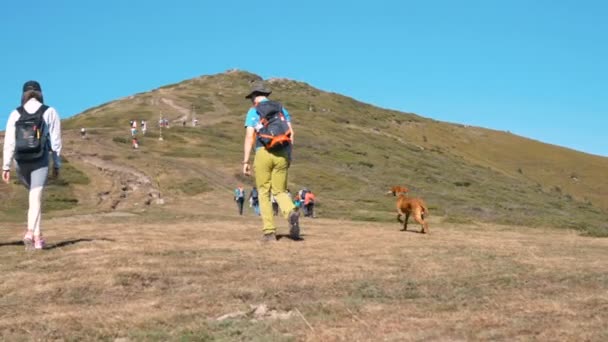 Zabawny węgierski pies vizsla bawi się wokół młodych wędrowców wspinających się na wzgórze z błękitnym niebem nad — Wideo stockowe