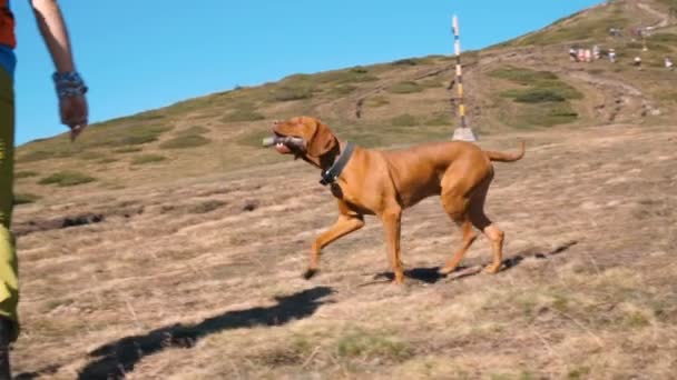 Szczęśliwy węgierski Vizsla Pies niosący kij w ustach do gry aport — Wideo stockowe