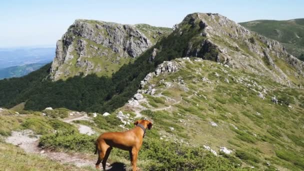 Ungerska Vizsla Dog på fjällstig. Hund mot gröna berg och steniga toppar — Stockvideo