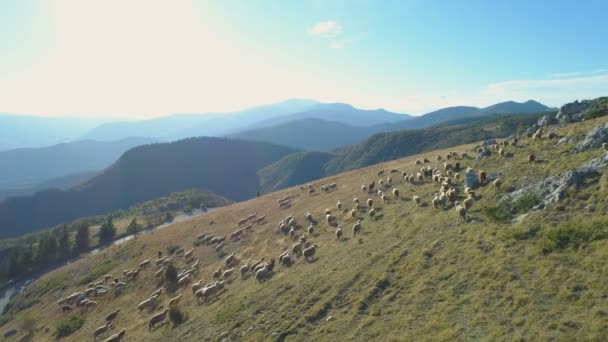 Luchtfoto van schapen met vrije uitloop op weide in hoge bergen in Bulgarije — Stockvideo