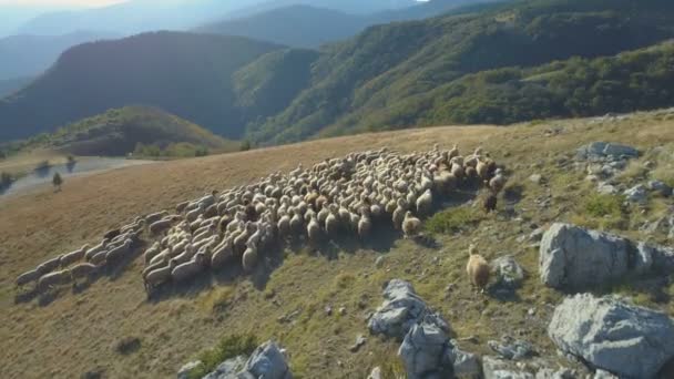 Vista aérea de ovejas en pastos en las altas montañas de Bulgaria — Vídeo de stock