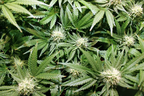 Esrar Indica marihuana ilacı