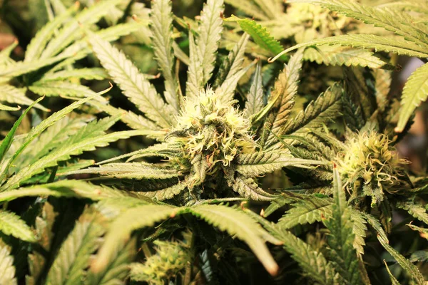 İkinci ayda esrar marihuana yaprağı geliştirme