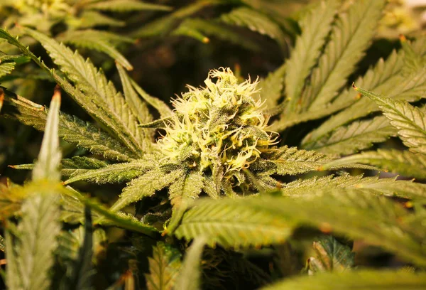 İkinci ayda esrar marihuana yaprağı geliştirme
