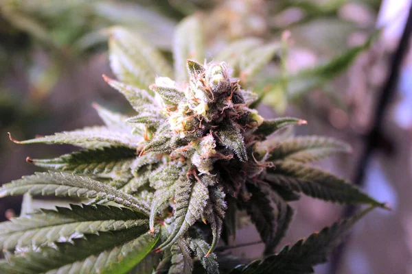 İkinci ayda esrar marihuana yaprağı geliştirme