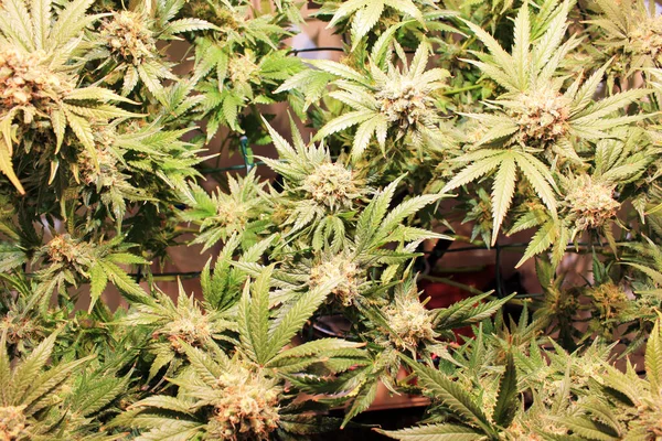 İkinci ayda esrar marihuana yaprağı geliştirme
