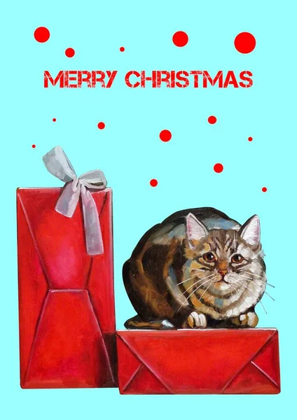 Kedi hediyelerle kutuya oturur.