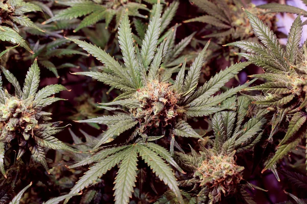 İkinci ayda esrar marihuana yaprağı geliştirme