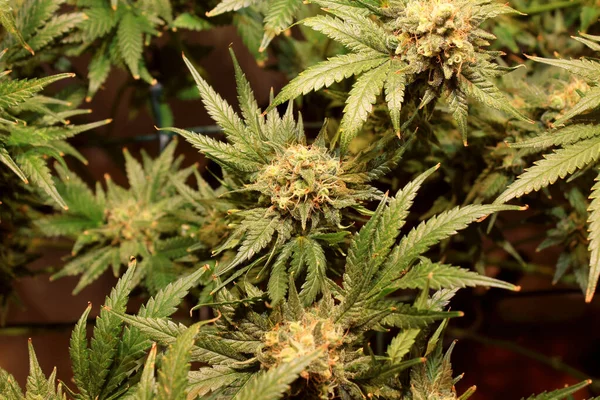İkinci ayda esrar marihuana yaprağı geliştirme