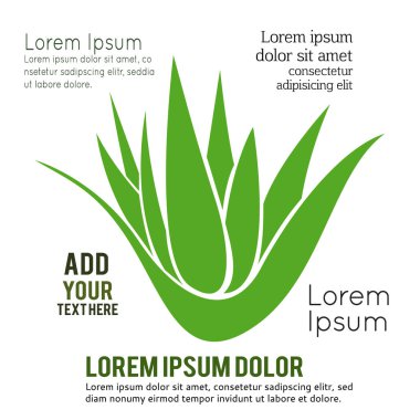 Aloevera beyaz bir arkaplanda izole edilmiş, Vektör illüstrasyonu