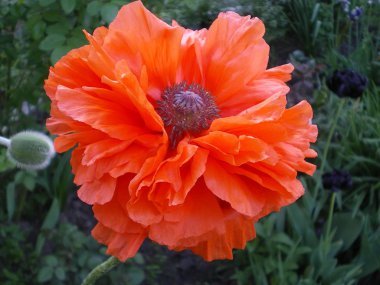 çok güzel büyük terry turuncu haşhaş çiçek çiçeklenme erken yaz bahçede