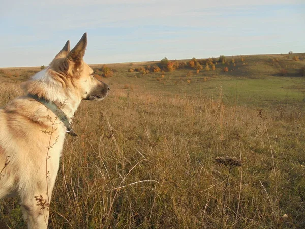köpek uzakta sonbahar çayır arıyorum